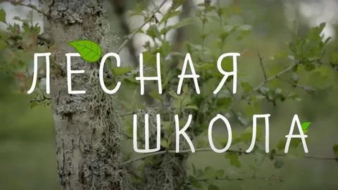 Проект «Лесная школа».